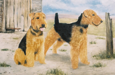 Airedale