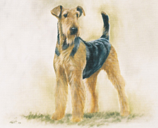 Airedale