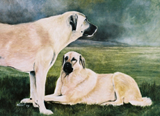 Anatolian Shepherd