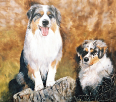 Australian Shepherd