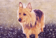 australian terrier