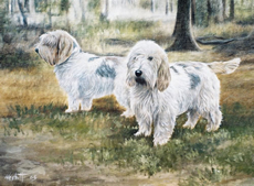 Basset Griffon Vendeen 