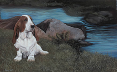 Basset Hound