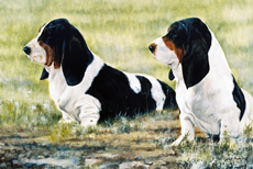 Basset Hound