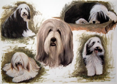 Bearded Collie