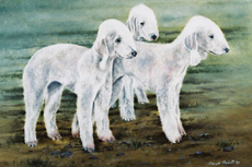 Bedlington Terrier