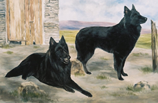 Belgian Shepherd