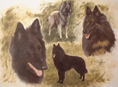 Belgian Shepherd