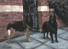 Belgian Shepherd