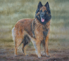 Belgian Shepherd