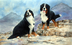 Bernese Mountain Dog