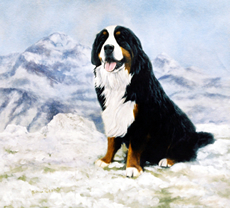 Bernese Mountain Dog