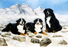 Bernese Mountain Dog