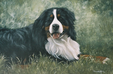 Bernese Mountain Dog