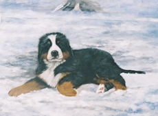 Bernese Mountain Dog