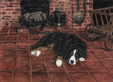 Bernese Mountain Dog