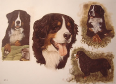 Bernese Mountain Dog