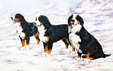 Bernese Mountain Dog