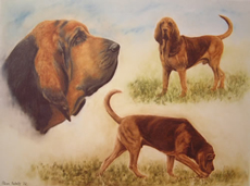 Bloodhound