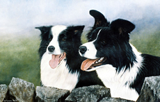 Border Collie