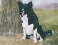 Border Collie