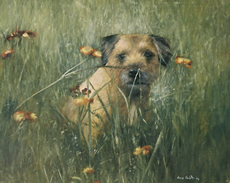 Border Terrier