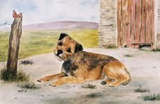 Border Terrier