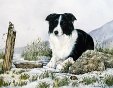 Border Collie