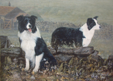 Border Collie