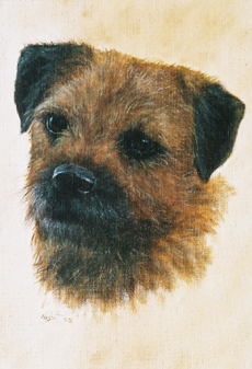 Border Terrier