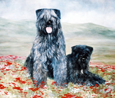 Bouvier Des Flandres