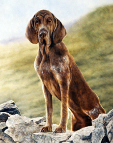 Bracco Italiano