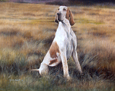 Bracco Italiano