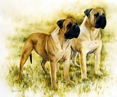 Bullmastiff