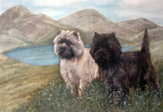 Cairn Terrier