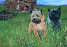 Cairn Terrier