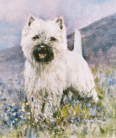 Cairn Terrier