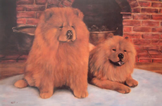 Chow Chow