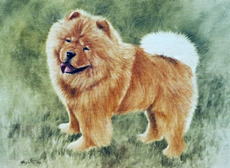 Chow Chow