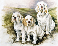 Clumber Spaniel