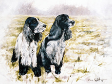 Cocker Spaniel