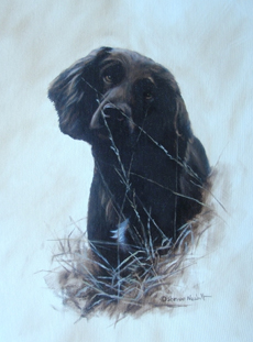 Cocker Spaniel