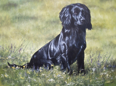 Cocker Spaniel