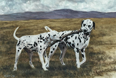 Dalmatian