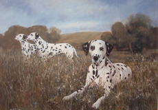 Dalmatian