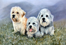 Dandie Dinmont Terrier