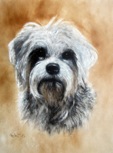 Dandie Dinmont Terrier