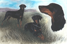 Dobermann