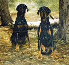 Dobermann