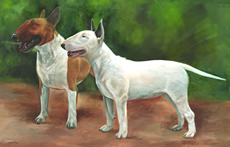 English Bull Terrier